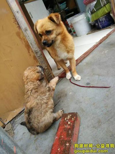 走丢于建湖县少年宫，小黄狗。如图片，它是一只非常可爱的宠物狗狗，希望它早日回家，不要变成流浪狗。