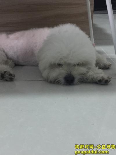 【武汉捡到狗】，武汉洪山区卡迪亚公馆楼下捡到一只白色比熊，它是一只非常可爱的宠物狗狗，希望它早日回家，不要变成流浪狗。
