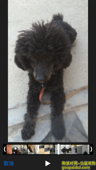 【盐城找狗】，寻找在射阳耦耕街上走失一只黑色公泰迪狗，它是一只非常可爱的宠物狗狗，希望它早日回家，不要变成流浪狗。