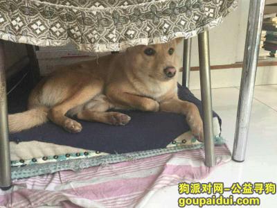 【郑州找狗】，我的狗狗是在郑州安庄一带丢的在这周5。是一只小黄狗，额头上有一小点白毛。，它是一只非常可爱的宠物狗狗，希望它早日回家，不要变成流浪狗。