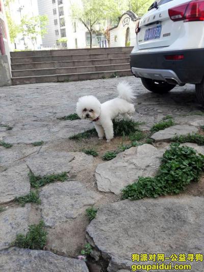 【济南找狗】，白色比熊犬，脖子戴红项圈，走失，它是一只非常可爱的宠物狗狗，希望它早日回家，不要变成流浪狗。