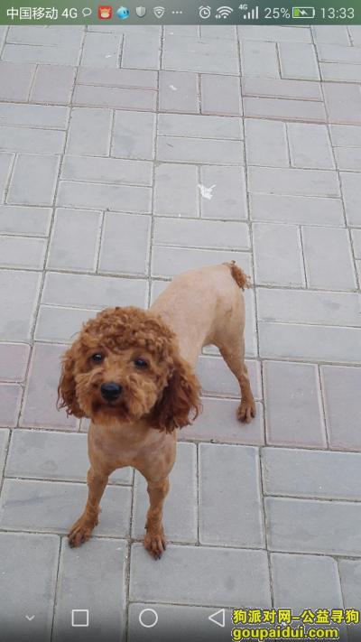 红棕泰迪一岁 母 大兴孙村附近丢失，它是一只非常可爱的宠物狗狗，希望它早日回家，不要变成流浪狗。