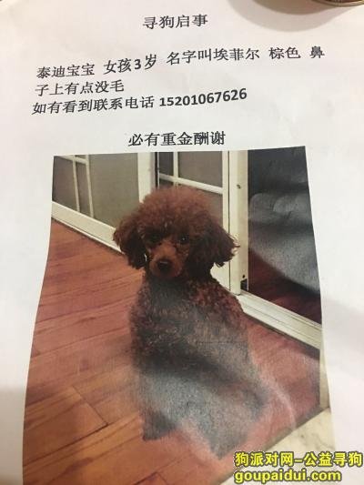 北京市朝阳区百子湾沿海赛洛城酬谢两千元寻找泰迪，它是一只非常可爱的宠物狗狗，希望它早日回家，不要变成流浪狗。