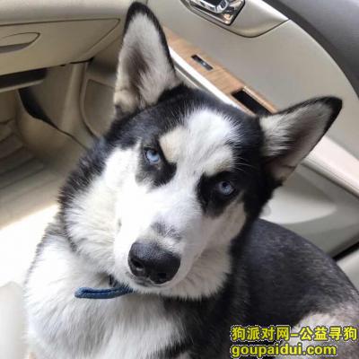 【广州找狗】，广州白云区x寻找哈士奇，它是一只非常可爱的宠物狗狗，希望它早日回家，不要变成流浪狗。