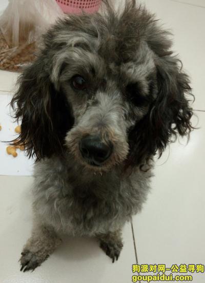 临沂寻狗启示，莒南县寻找灰色泰迪狗，它是一只非常可爱的宠物狗狗，希望它早日回家，不要变成流浪狗。