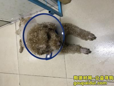 深圳罗湖东门5.13号下午12点捡到狗，它是一只非常可爱的宠物狗狗，希望它早日回家，不要变成流浪狗。