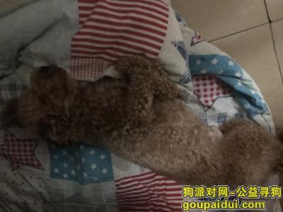 【深圳捡到狗】，5.13号下午12点在深圳罗湖东门老街地铁g出口简单一条泰迪狗。下雨天很可怜，它是一只非常可爱的宠物狗狗，希望它早日回家，不要变成流浪狗。