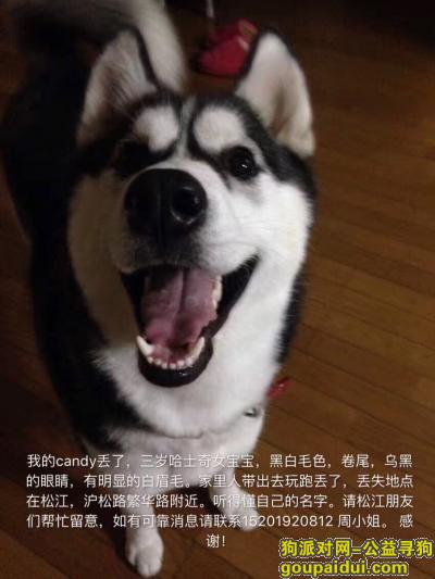 【上海找狗】，寻找哈士奇Candy，它是一只非常可爱的宠物狗狗，希望它早日回家，不要变成流浪狗。