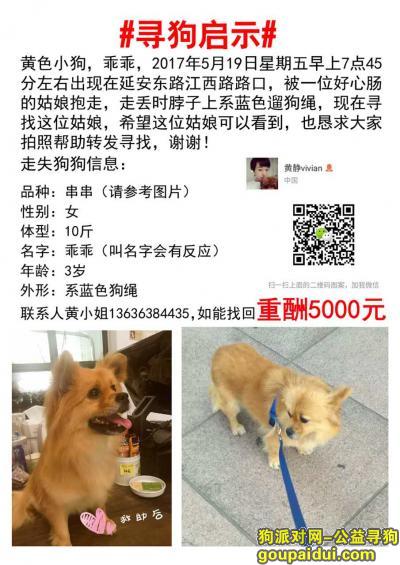 【上海找狗】，黄浦区延安东路酬谢五千元寻找黄色小狗，它是一只非常可爱的宠物狗狗，希望它早日回家，不要变成流浪狗。