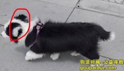 4月大边牧于 火车南站长寿苑 被人掳走致丢失，它是一只非常可爱的宠物狗狗，希望它早日回家，不要变成流浪狗。