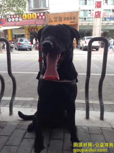 寻找黑色拉布拉多狗，在闵行虹莘路附近走失。，它是一只非常可爱的宠物狗狗，希望它早日回家，不要变成流浪狗。
