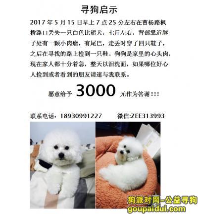 【上海找狗】，曹杨路枫桥路口丢失比熊犬，它是一只非常可爱的宠物狗狗，希望它早日回家，不要变成流浪狗。