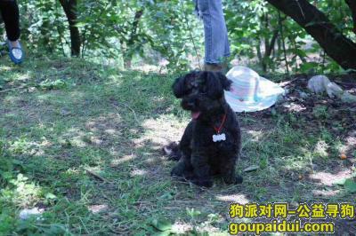 成都青石桥叠翠城花鸟市场酬谢三千元寻找黑泰迪，它是一只非常可爱的宠物狗狗，希望它早日回家，不要变成流浪狗。