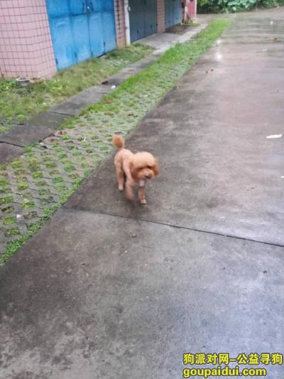 柳州寻狗启示，广西柳州市柳南区丢失杂种泰迪悬赏500元，它是一只非常可爱的宠物狗狗，希望它早日回家，不要变成流浪狗。