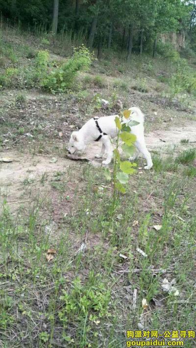 【郑州找狗】，1000块找八个月白色萨摩耶，它是一只非常可爱的宠物狗狗，希望它早日回家，不要变成流浪狗。