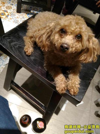 苏州市张家港锦丰镇南港村酬谢五千元寻找泰迪，它是一只非常可爱的宠物狗狗，希望它早日回家，不要变成流浪狗。