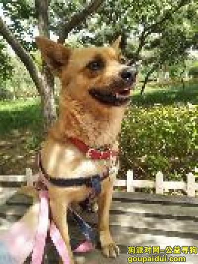 青岛蒙古路车站附近望好心人帮忙!，它是一只非常可爱的宠物狗狗，希望它早日回家，不要变成流浪狗。