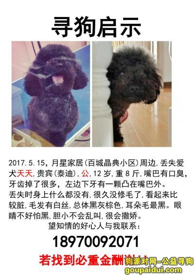 黑色贵宾（泰迪），公狗，昌南客运站/月星家居附近5月15日走失，它是一只非常可爱的宠物狗狗，希望它早日回家，不要变成流浪狗。
