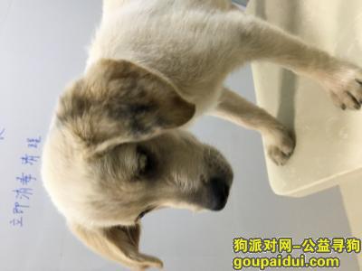 【苏州找狗】，苏州华村苑，拉布拉多，走失，它是一只非常可爱的宠物狗狗，希望它早日回家，不要变成流浪狗。