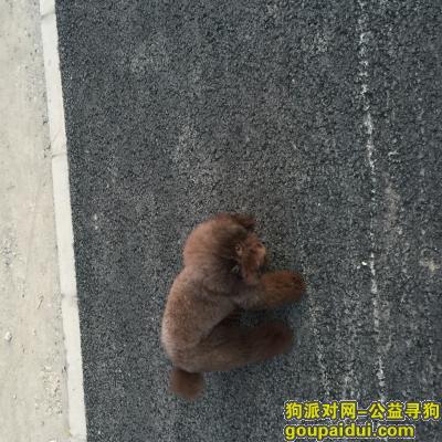 【北京找狗】，寻巧克力色泰迪（母），它是一只非常可爱的宠物狗狗，希望它早日回家，不要变成流浪狗。