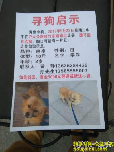 【上海找狗】，上海宝山区泸太公路胜竹东路酬谢五千元寻找狗狗，它是一只非常可爱的宠物狗狗，希望它早日回家，不要变成流浪狗。