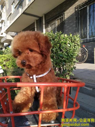 【北京找狗】，宜兰园捡到泰迪一只，请朋友们帮忙留意，它是一只非常可爱的宠物狗狗，希望它早日回家，不要变成流浪狗。