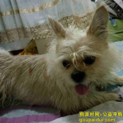 寻黄色中华田园犬丢失在郑州高新区河南工业大学附近，它是一只非常可爱的宠物狗狗，希望它早日回家，不要变成流浪狗。