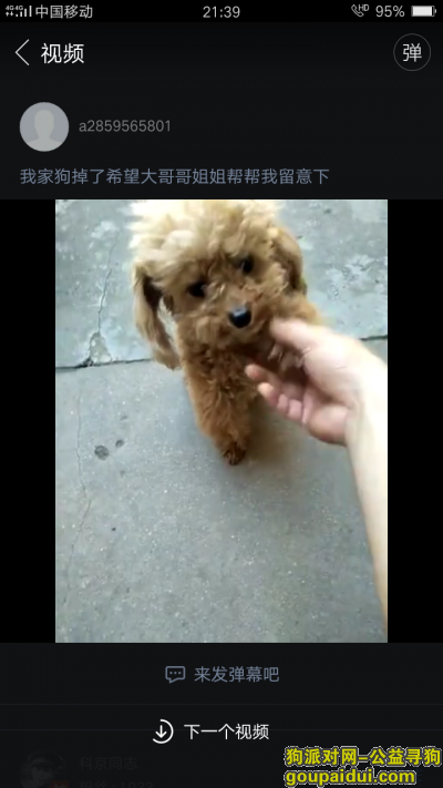 滁州找狗，安徽滁州市明光市，小狗公，4岁，名字路非，它是一只非常可爱的宠物狗狗，希望它早日回家，不要变成流浪狗。
