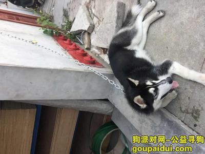 【上海捡到狗】，一，它是一只非常可爱的宠物狗狗，希望它早日回家，不要变成流浪狗。