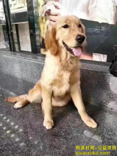 【遵义找狗】，贵州遵义汇川区董公寺102地质队被人套走，急寻！！！，它是一只非常可爱的宠物狗狗，希望它早日回家，不要变成流浪狗。