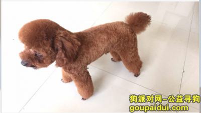 东莞市东城区同沙彩怡广场寻找棕色泰迪，它是一只非常可爱的宠物狗狗，希望它早日回家，不要变成流浪狗。