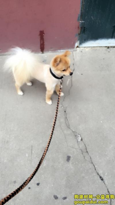 寻找爱宠毛毛，黄色小博美，它是一只非常可爱的宠物狗狗，希望它早日回家，不要变成流浪狗。
