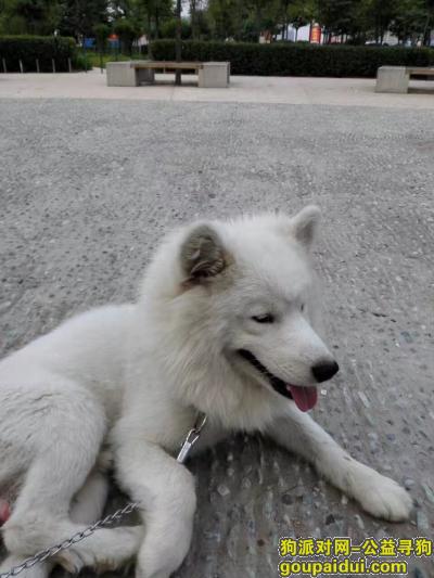 【郑州找狗】，2017年5月26号郑州文化路二手车市场剃毛萨摩耶，它是一只非常可爱的宠物狗狗，希望它早日回家，不要变成流浪狗。