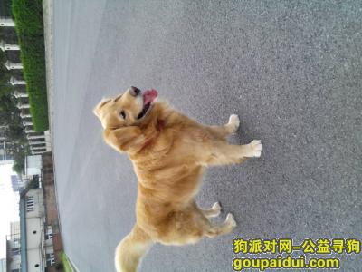 寻找丢失金毛 Wo 发布的信息，它是一只非常可爱的宠物狗狗，希望它早日回家，不要变成流浪狗。