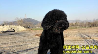 【北京找狗】，5月25日在北京外国语大学附近走失，狗狗很健壮，一起生活四年，请发现的朋友及时联系，它是一只非常可爱的宠物狗狗，希望它早日回家，不要变成流浪狗。