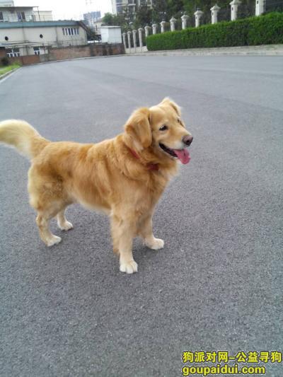 【上海找狗】，寻找丢失金毛 26号中午12点出现在田林东路漕溪路，它是一只非常可爱的宠物狗狗，希望它早日回家，不要变成流浪狗。
