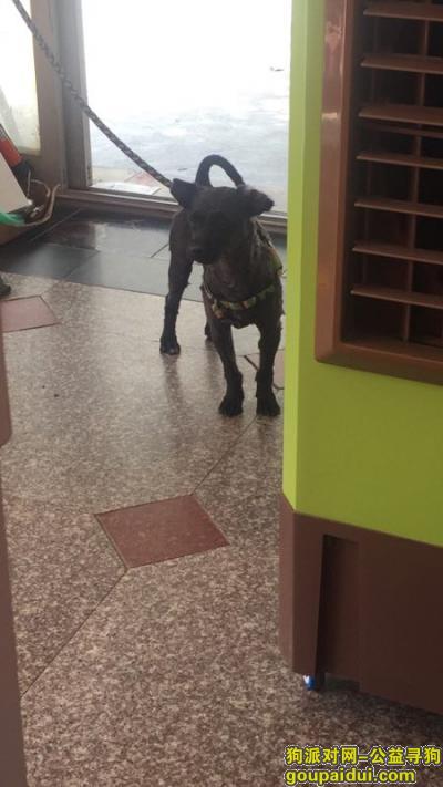 【南昌捡到狗】，5月27日捡到的一条小黑狗，公的，它是一只非常可爱的宠物狗狗，希望它早日回家，不要变成流浪狗。