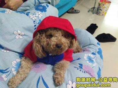 衡阳寻狗启示，母泰迪，叫旺旺，QQ1905444285，它是一只非常可爱的宠物狗狗，希望它早日回家，不要变成流浪狗。