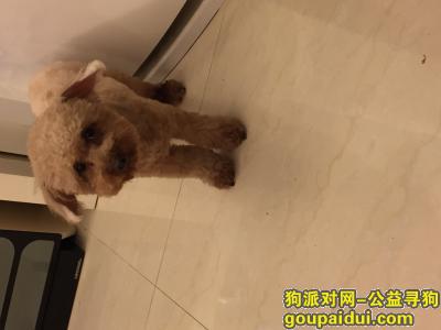 【武汉找狗】，汉口北品牌服饰丢失泰迪，它是一只非常可爱的宠物狗狗，希望它早日回家，不要变成流浪狗。