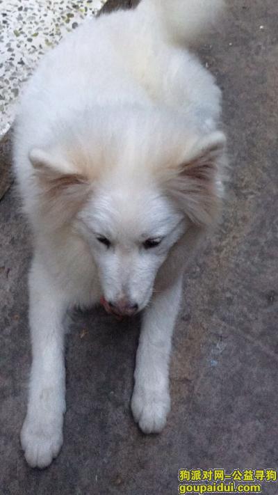 【温州找狗】，爱犬5月29日于百里坊口丢失 7个月大母萨摩，它是一只非常可爱的宠物狗狗，希望它早日回家，不要变成流浪狗。