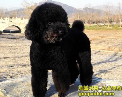 【北京找狗】，寻找爱犬布兰克（blank），它是一只非常可爱的宠物狗狗，希望它早日回家，不要变成流浪狗。