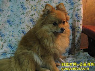 【成都】小博美寻狗启示，它是一只非常可爱的宠物狗狗，希望它早日回家，不要变成流浪狗。