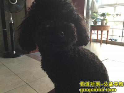 【铜仁找狗】，铜仁市锦江酒店周围寻黑色泰迪狗，它是一只非常可爱的宠物狗狗，希望它早日回家，不要变成流浪狗。