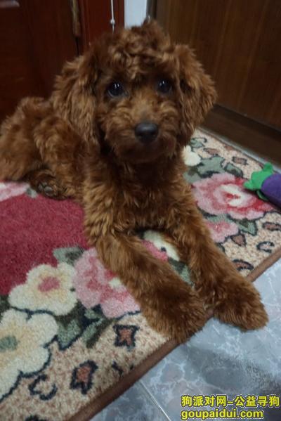【深圳】寻红棕色贵宾，它是一只非常可爱的宠物狗狗，希望它早日回家，不要变成流浪狗。