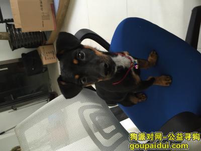 【上海找狗】，嘉定区芳林路狗狗不见了，它是一只非常可爱的宠物狗狗，希望它早日回家，不要变成流浪狗。
