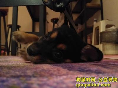 【重庆找狗】，寻土狗串串，5月31日走失，它是一只非常可爱的宠物狗狗，希望它早日回家，不要变成流浪狗。