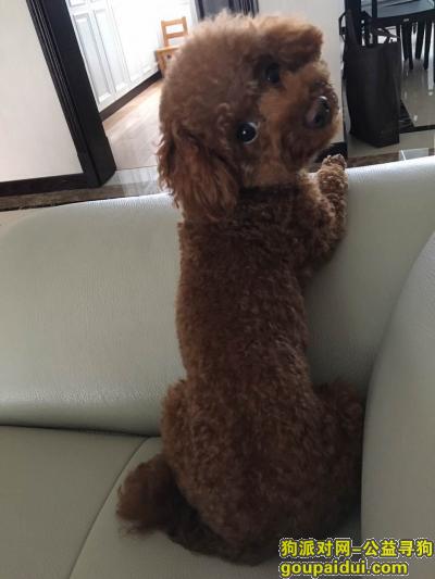 【上海找狗】，闵行区曙建路78弄中冶锦城酬谢四千元寻找泰迪，它是一只非常可爱的宠物狗狗，希望它早日回家，不要变成流浪狗。