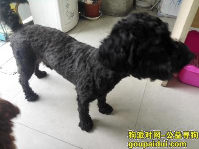【上海捡到狗】，为，它是一只非常可爱的宠物狗狗，希望它早日回家，不要变成流浪狗。