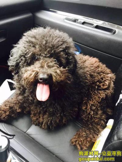 【郑州找狗】，郑州市中原区棉纺路桐柏路重金寻找泰迪，它是一只非常可爱的宠物狗狗，希望它早日回家，不要变成流浪狗。