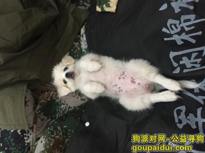 白城寻狗启示，吉林省白城市八女大楼附近端午晚上丢失一只白色小笨狗崽，它是一只非常可爱的宠物狗狗，希望它早日回家，不要变成流浪狗。